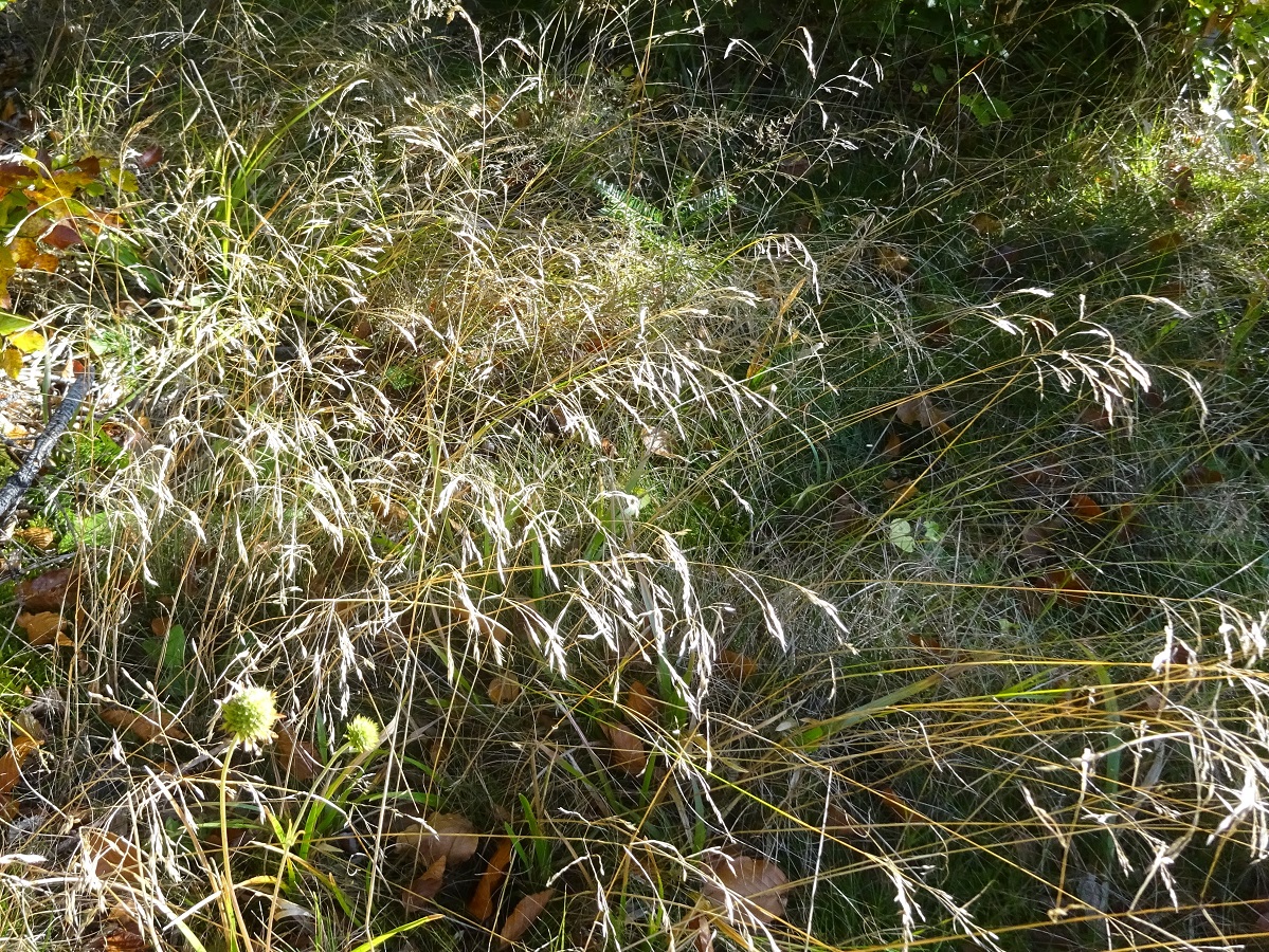 Avenella flexuosa subsp. flexuosa (Poaceae)